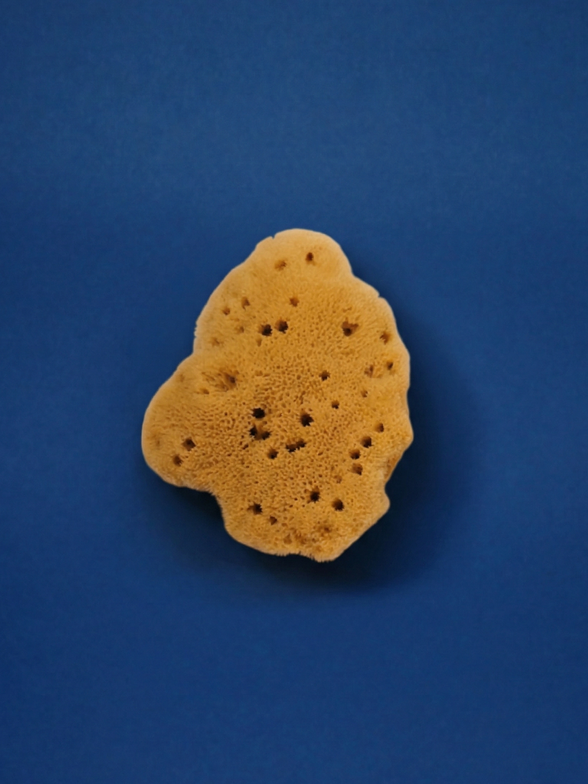 SEA SPONGE Mini