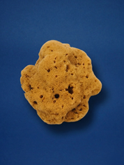 SEA SPONGE Small